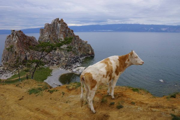 Озеро Байкал фауна