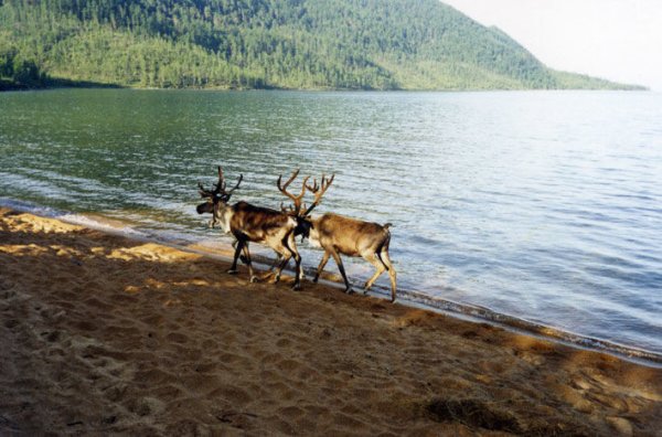 Флора и фауна озера Байкал