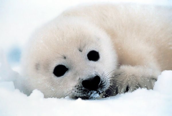 Байкальская Нерпа детеныш