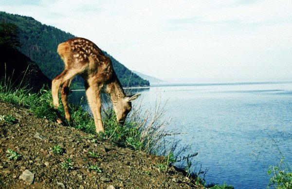 Флора и фауна озера Байкал