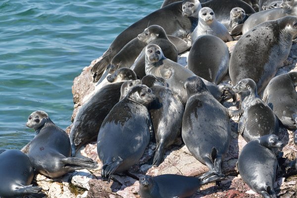 Байкальская Нерпа pusa sibirica