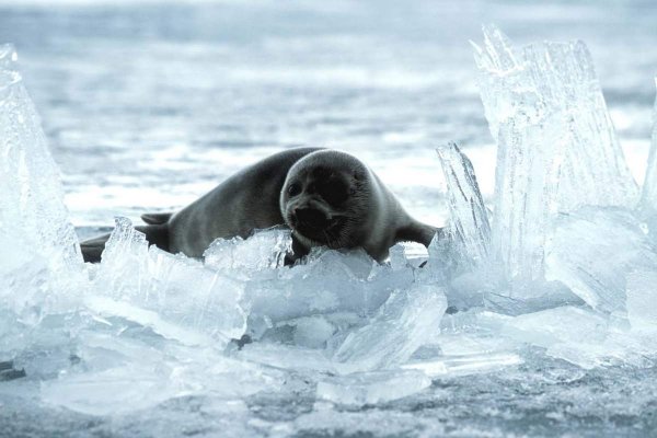 Байкальская Нерпа зимой