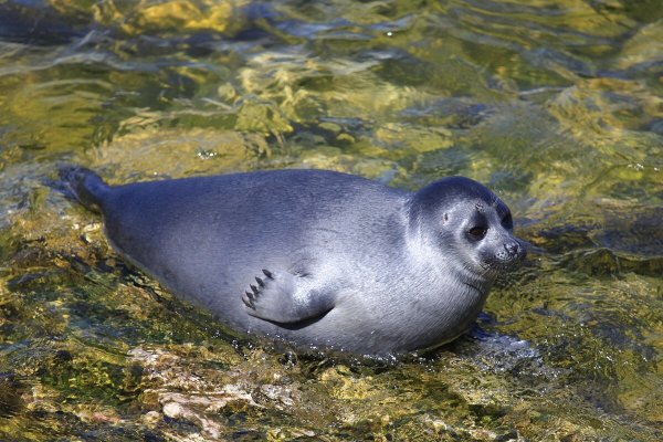 Каспийская кольчатая Нерпа