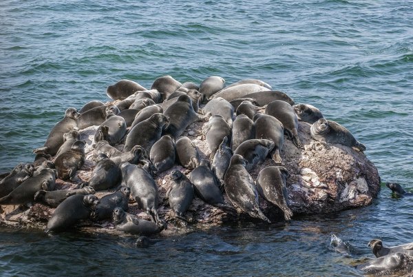Озеро Байкал Ушканьи острова