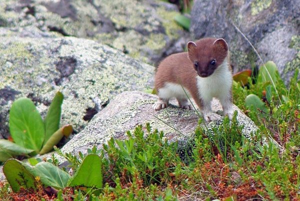 Озеро Байкал фауна