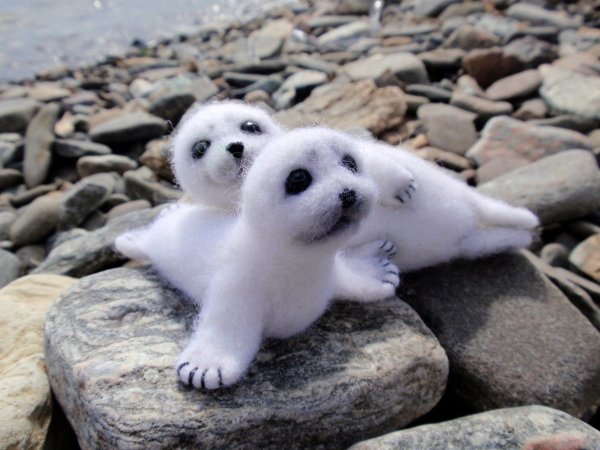 Байкальская Нерпа на Байкале