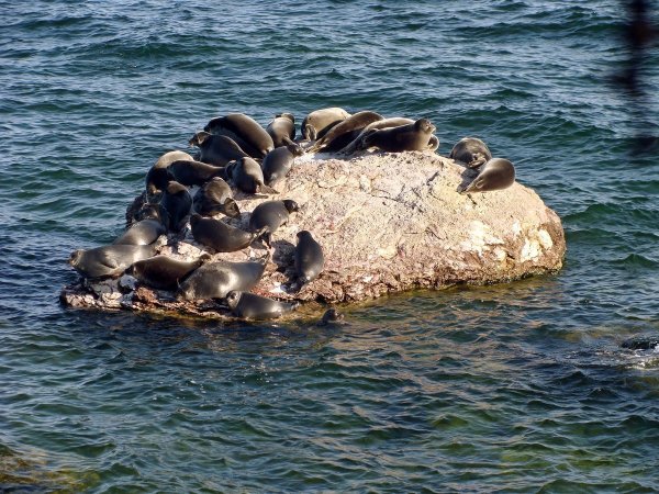 Флора и фауна Байкала