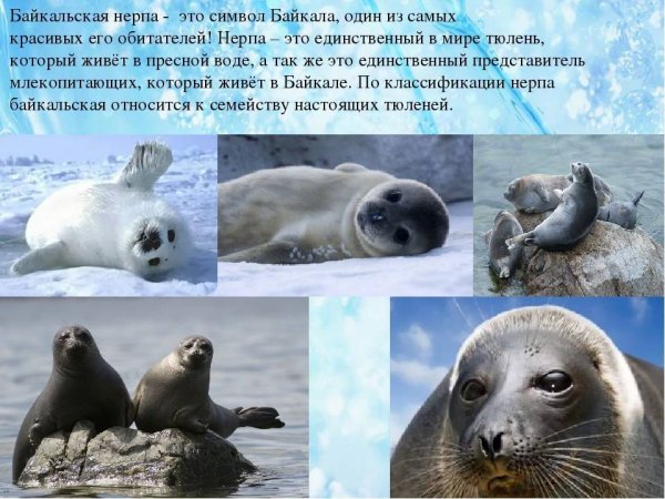 Нерпа Байкальская краткое