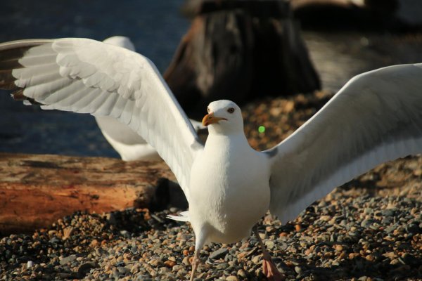 Животные и птицы Байкала