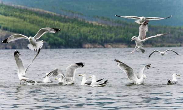 Озеро Байкал фауна
