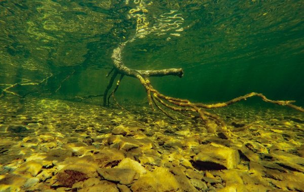 Дно Телецкого озера фото