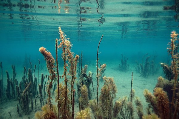 Озеро Вад Нижегородской области
