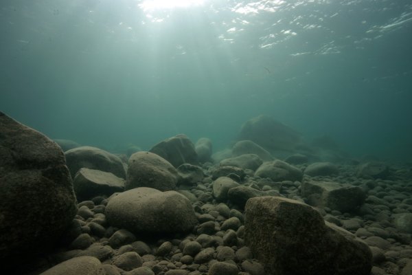 Биотоп озера Танганьика