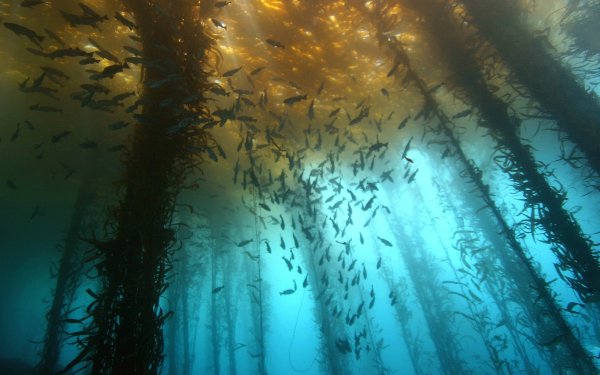 Саргассово море водоросли