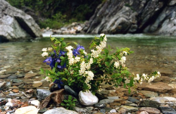 Озеро Байкал растения