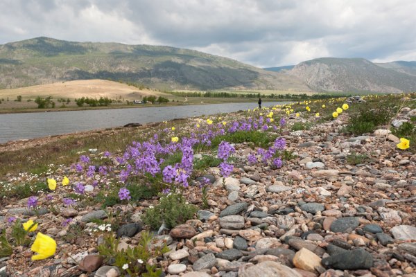 Тундростепная Флора Байкала