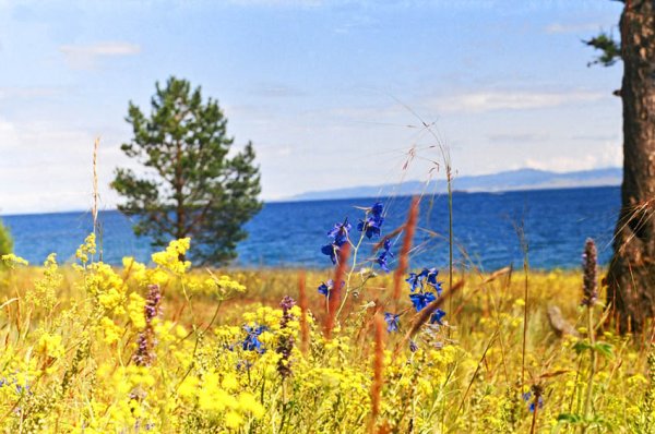 Растительный мир озера Байкал