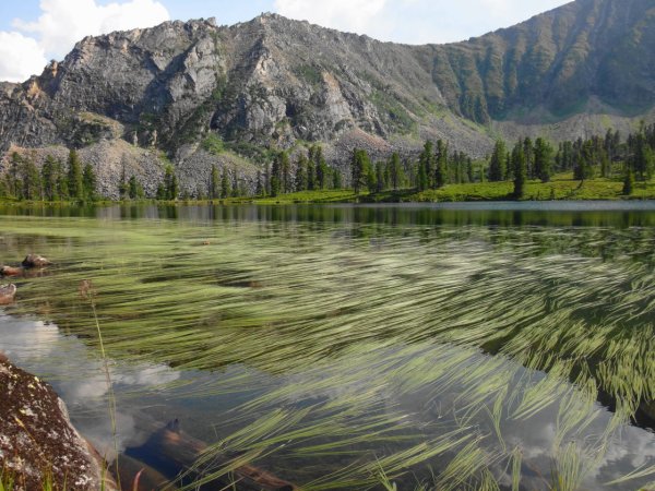 Флора озера Байкал