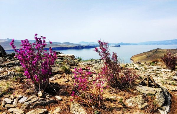 Багульник Байкальский