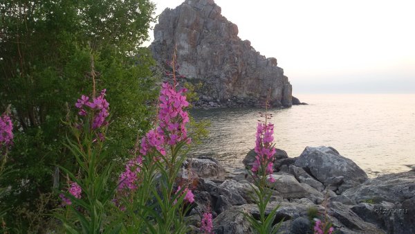 Багульник на Ольхоне