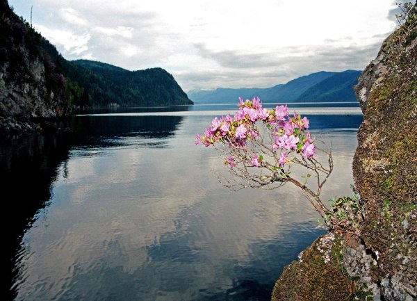 Телецкое озеро багульник