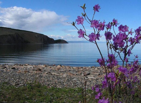 Багульник на Байкале