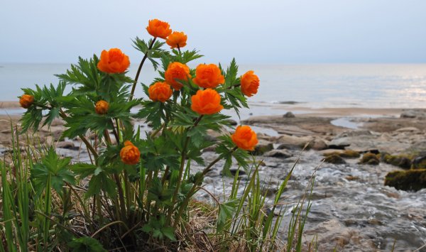 Флора озера Байкал