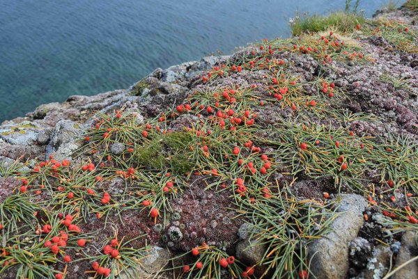 Эндемики Ольхона