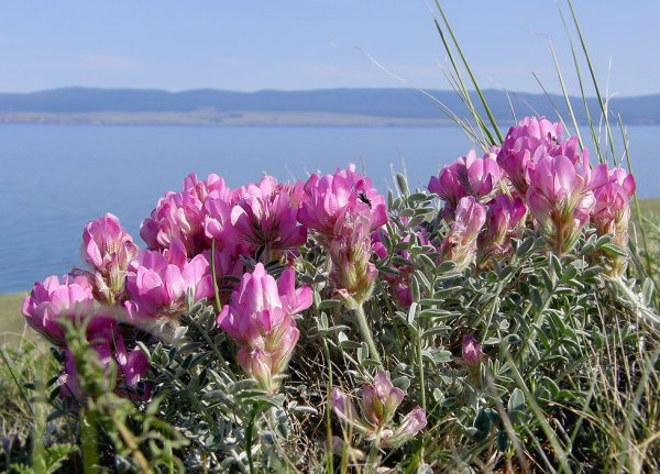 Копеечник серебристолистный