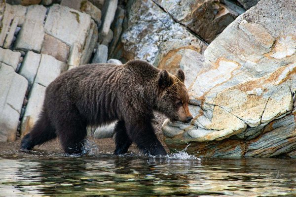 Озеро Байкал медведи