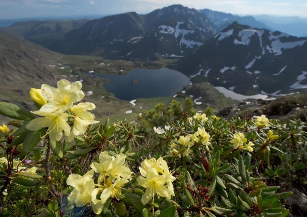 Флора баргузинского заповедника