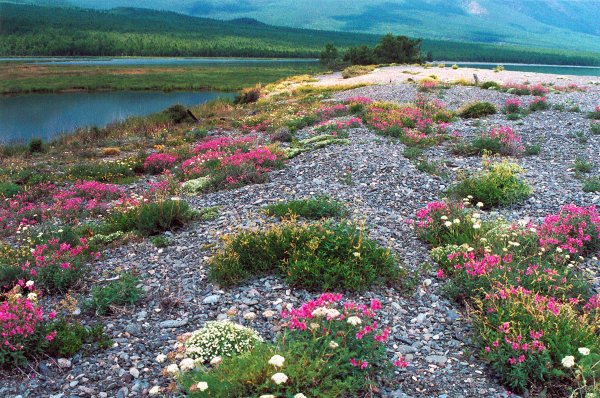 Байкало-Ленский заповедник растения