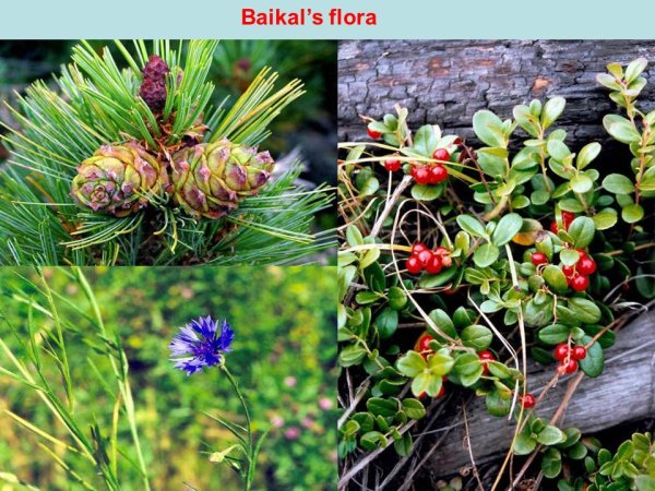 Флора Байкала