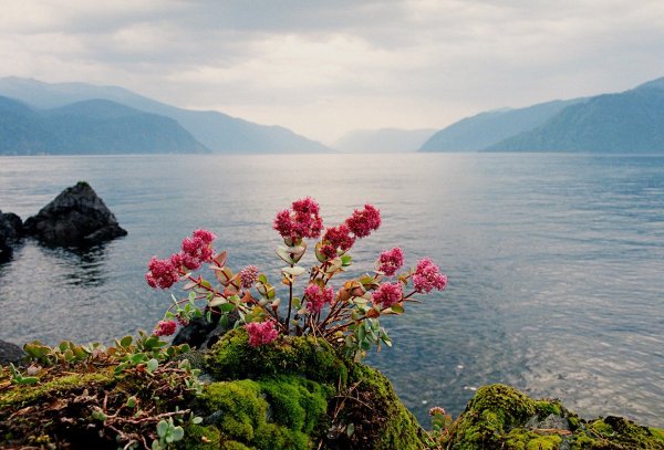 Флора Телецкого озера