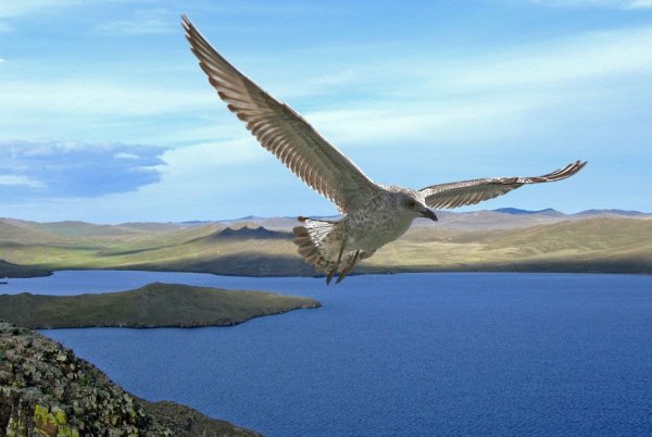 Флора и фауна озера Байкал