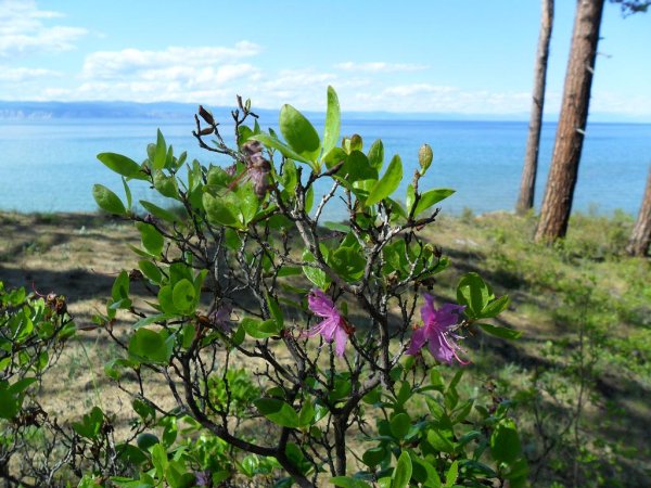 Рододендрон Даурский эндемик Байкала