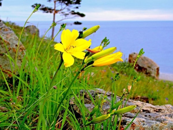 Тундростепная Флора Байкала