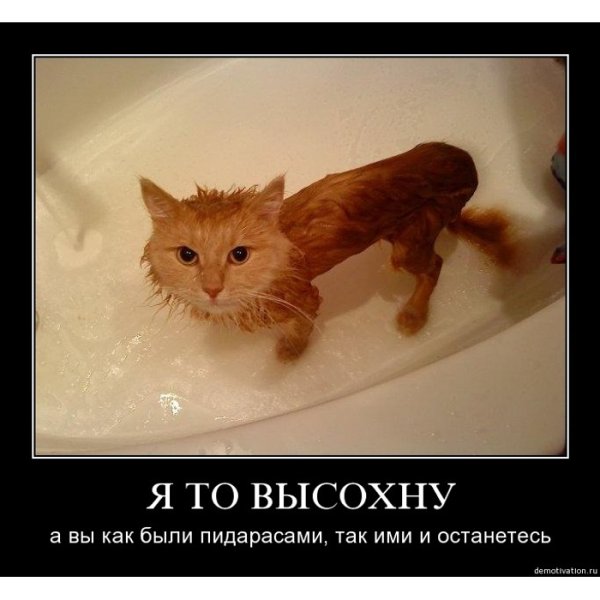 Мыть кота демотиватор