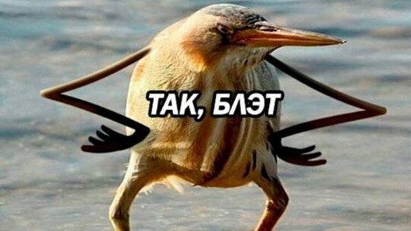 Так блжт