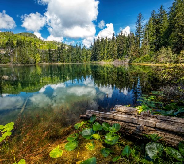 Озеро в лесу