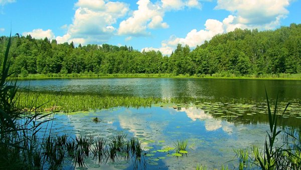 Озерцо река Белоруссия
