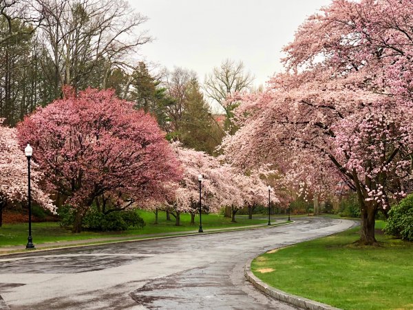 Сакура дерево