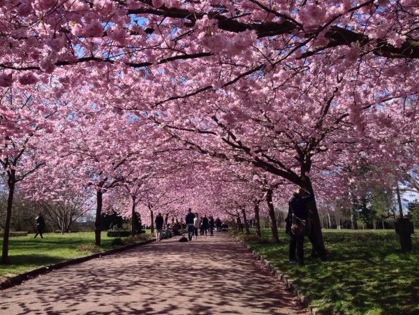 Сакура в парке Уэно