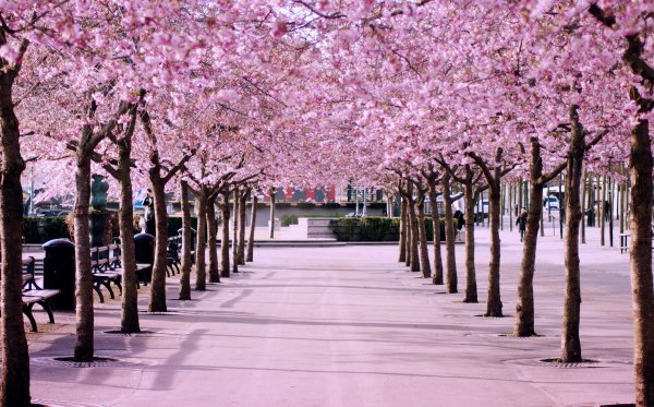 Парк Сакуры в Японии