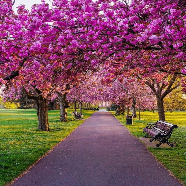 Сакура парк