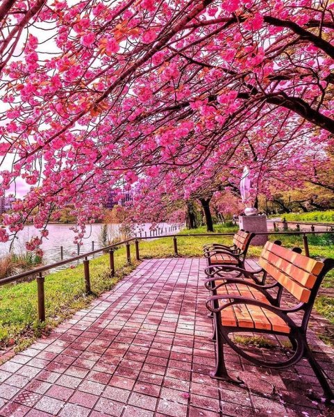 Сад Сакуры в Японии