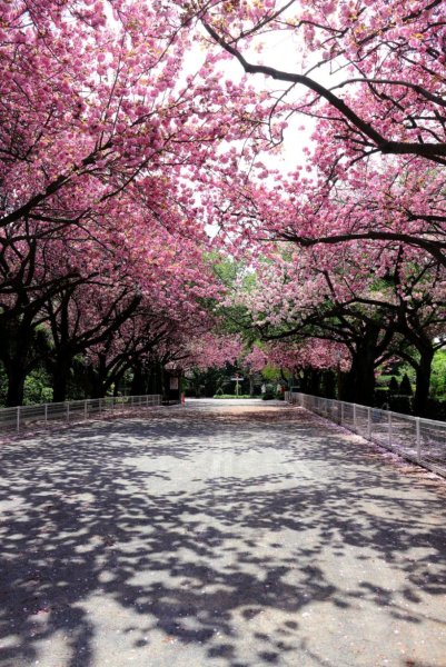 Сакура Фую-дзакура