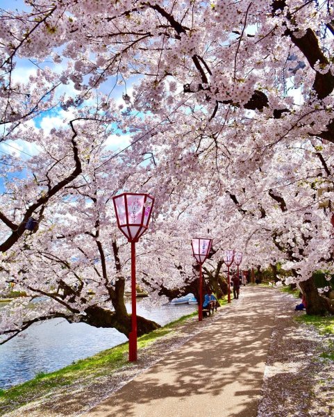 Парк Сакуры Нагасаки