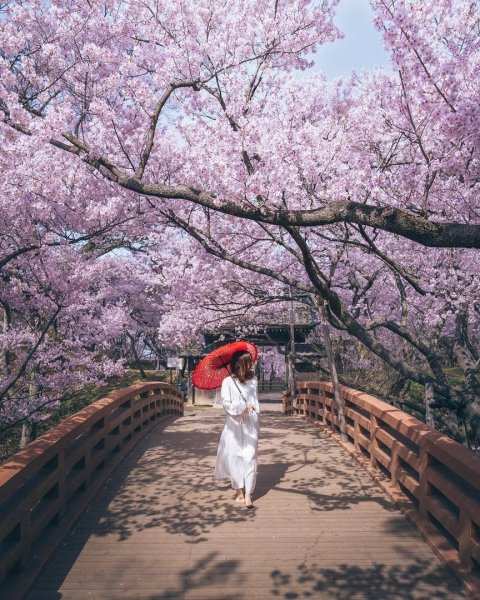 Сакура мост