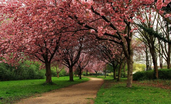 Сакура Симферополь ТНУ